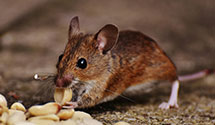 24 Hour & Emergency Exterminators in Harrison, NJ
